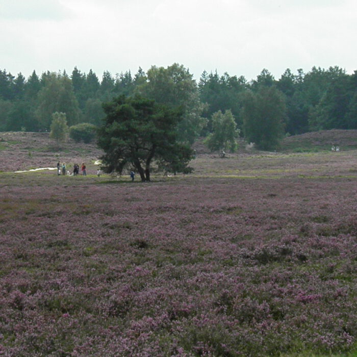 Renderklippen Epe/Heerde