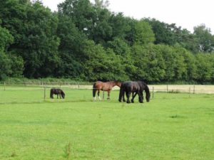Hoeve-de-sprengen